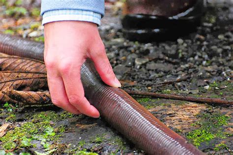 Massive Australian earthworm can grow up to 9 feet long. | fra