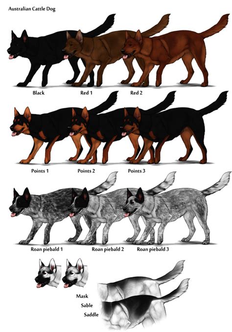 Image - Australian Cattle Dog Color Chart.png | Herding Dog Farms Game ...