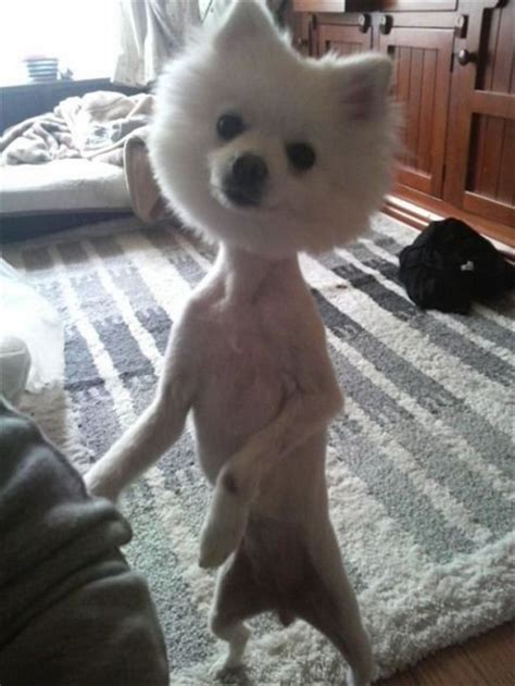 12- Ridiculous Dog Haircut Dumb Dogs, 15 Dogs, Funny Dogs, Funny Humor, Funny Stuff, Wtf Funny ...