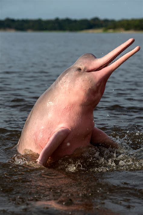 ‘Mythical’ Pink Dolphins of the Amazon River Are Real, but Rare; Here’s How You Can Find Them