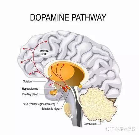 什么是多巴胺？如何健康的刺激多巴胺的分泌？ - 知乎