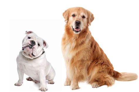 Bulldog vs Golden Retriever: How Do They Compare? - Retriever Advice