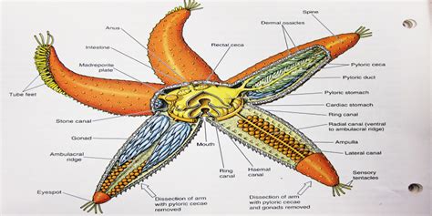 9 Cool Facts About Starfish