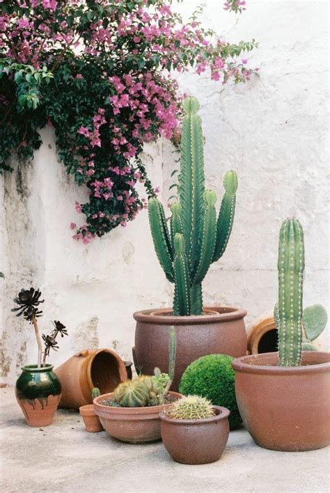 29 Cactus garden ideas