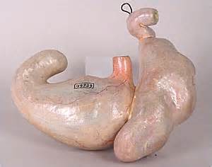 NMAH | Artificial Anatomy | Collection | Veterinary Models | Stomach de rongeur (gnawing rodent)