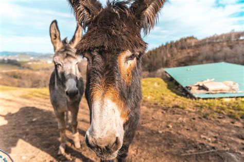 Donkey vs. Mule vs. Hinny: A Look at the Differences - Helpful Horse Hints