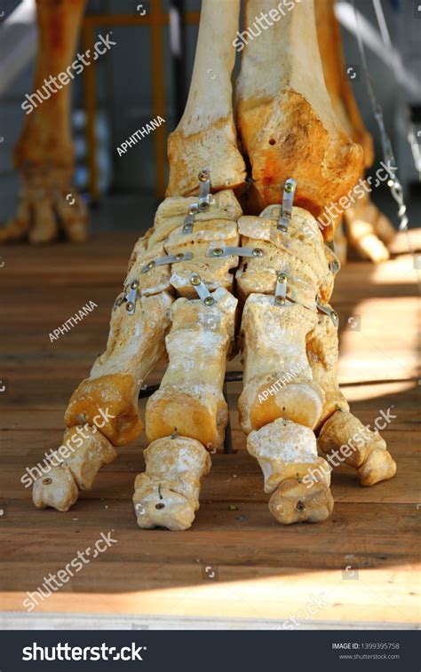 Anatomy Elephant Foot Elephantiasis Bone Stock Photo 1399395758 ...