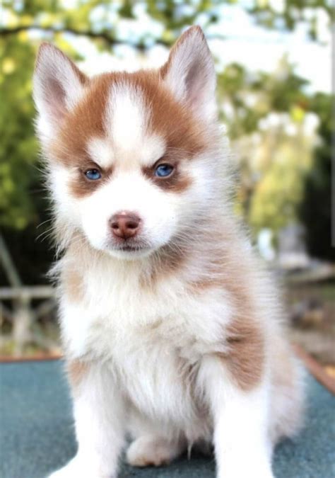 Pomsky Cross (plz ask for pups pictures) | Dogs & Puppies for Rehoming ...