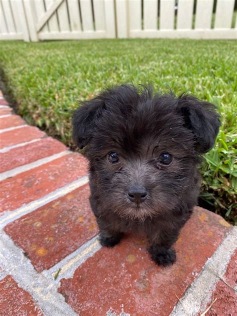 Black Female Maltese-Poodle mix (maltipoo) Follow @githeemaltipoo