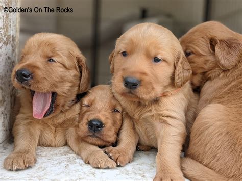 Red Golden Retriever Puppy