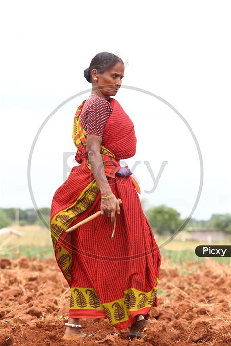 Image of Photograph of Indian Women Farmer-AY609990-Picxy