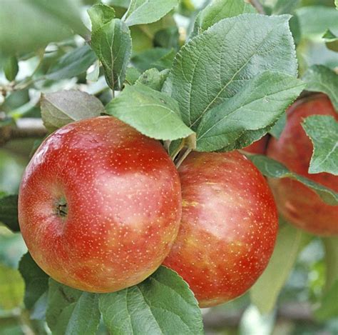 Top 10 Dwarf Fruit Trees for Small Spaces - Birds and Blooms