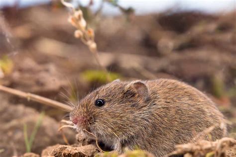 Best Vole Repellents - WildlifeRemoval.com