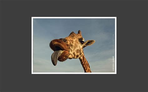 UP CLOSE AND PERSONAL - GIRAFFES ARE FANTASTIC. - Who would have ...