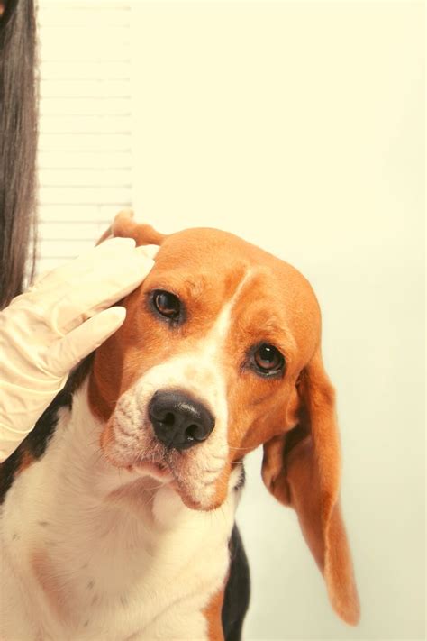 How Much Does It Cost To Crop My Dogs Ears