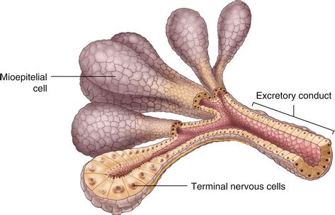 Anatomy of the Lacrimal Drainage System | Abdominal Key