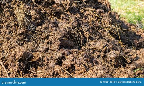 Piles of Cow Manure on the Farm Stock Photo - Image of cattle, closeup: 180811840