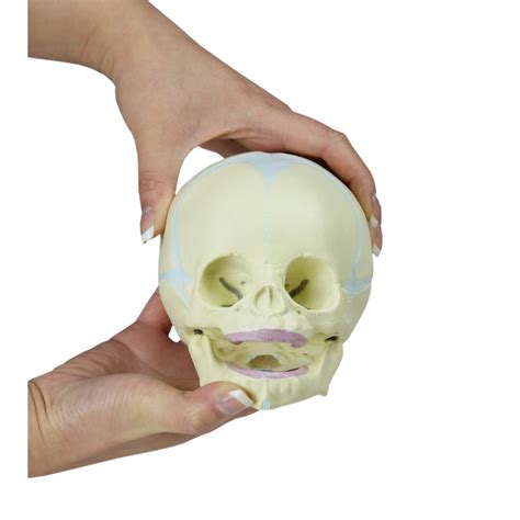 VAL222 Human Fetal Skull - Skulls - Anatomical Models