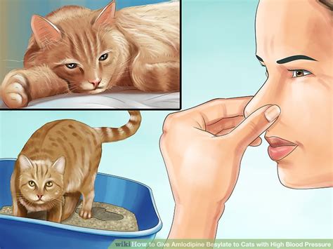 How to Give Amlodipine Besylate to Cats with High Blood Pressure