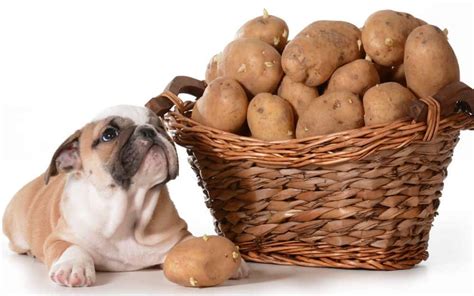 Can dogs eat potatoes? Raw, no. But plain baked or boiled OK