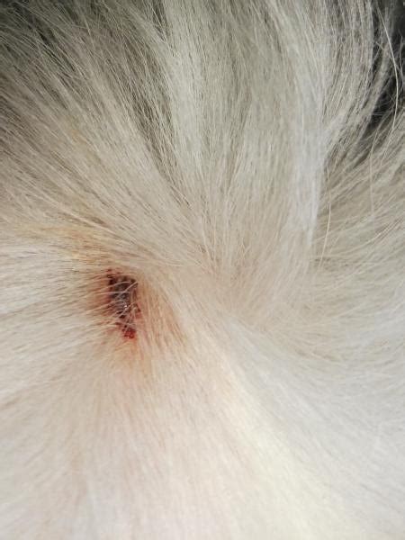 Is it a scab or a tick bite? | Dog Forum