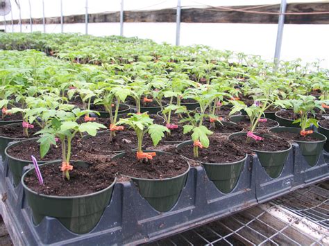Tomatoes Are Growing in Vermont Greenhouses - UVM Food FeedUVM Food Feed