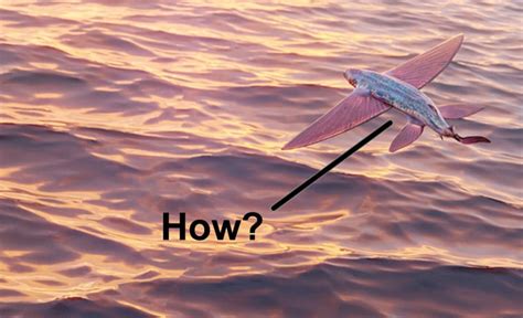 How Do Flying Fish Manage To Fly? » ScienceABC