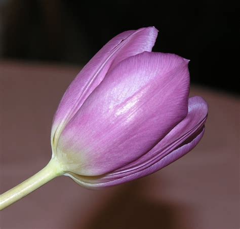 purple tulip Free Photo Download | FreeImages