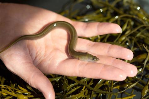 The First Eel Aquaculture Farm In The U.S. Is Raising Elvers For The American Sushi Market