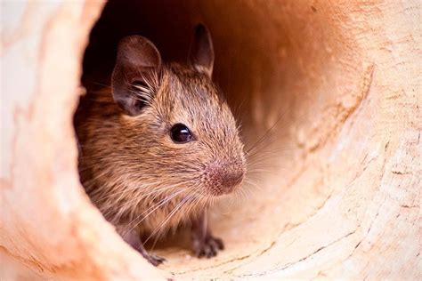 Degú: un roedor similar al conejo o la chinchilla pero de menor tamaño ...