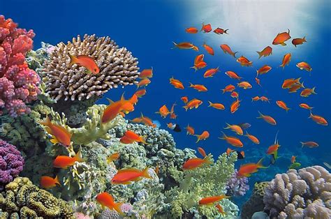 What is a Coral Reef? - WorldAtlas