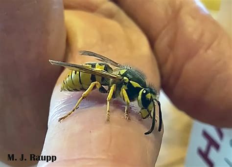 Surprise visit by a queen: German yellowjacket, Vespula germanica — Bug of the Week