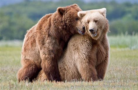 Целующий Медведь Картинки – Telegraph