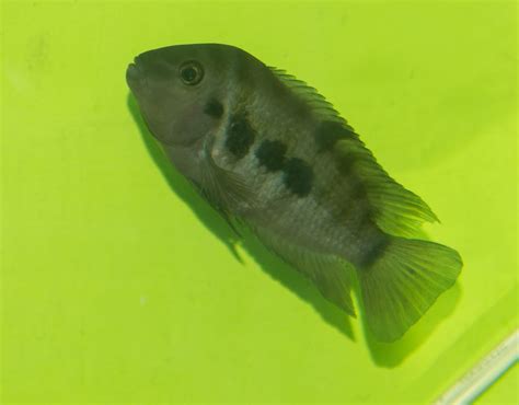 Male Convict and Female Convict? Help? | Cichlid Fish Forum