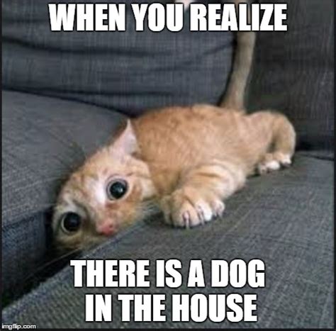 Image tagged in when you realize there is a dog in the house - Imgflip