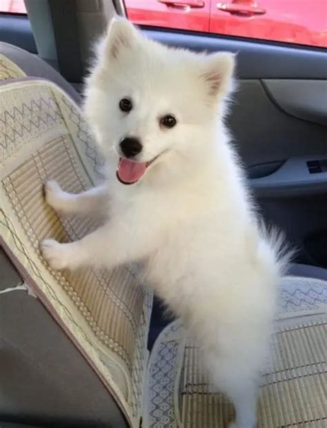 10+ Best American Eskimo Dog Names - The Paws