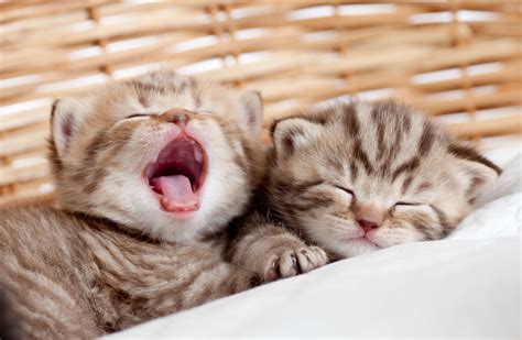 Top 10 Tips For Newborn Kitten Care | Paw Precious