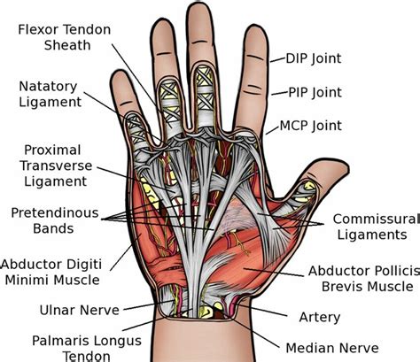 Pin by martha cross on Health | Hand anatomy, Anatomy, Nursing videos