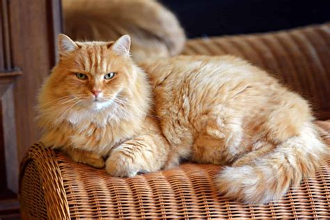 7 Best Siberian Cat Breeders: Quality Comes First