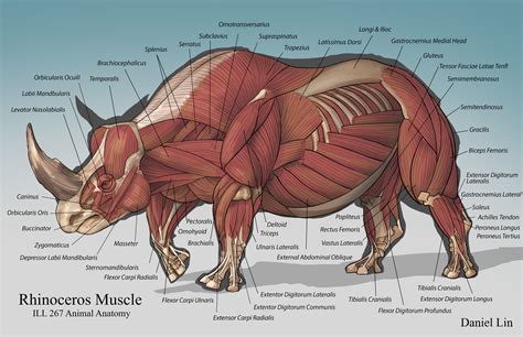 ArtStation - Rhino Anatomy Analysis