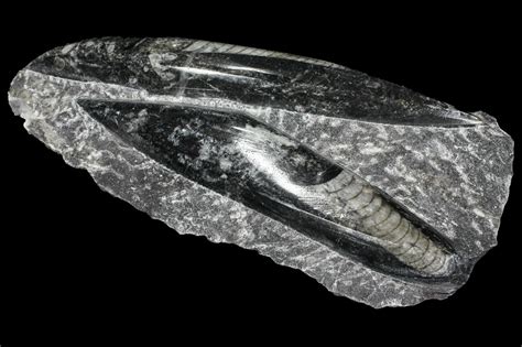 Polished Orthoceras (Cephalopod) Fossils - Morocco (#96647) For Sale - FossilEra.com