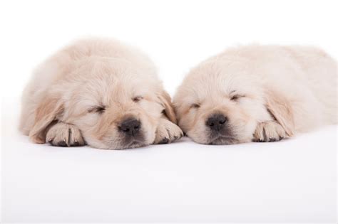 Really Cute Golden Retriever Puppies Sleeping Stock Photo - Download Image Now - iStock