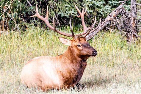 Wildlife um den Maligne Lake | nightside