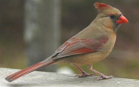 Cardinal Rule: Female Birds Sing, Too - Scientific American