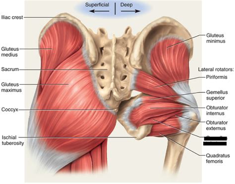 Anatomy Study, Anatomy Reference, Anatomy Art, Hip Anatomy, Human ...