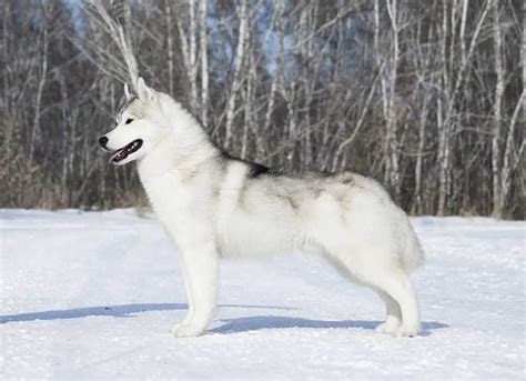 Husky Colors: 8 Colors a Siberian Husky’s Coat Can Be