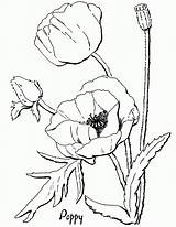 Poppy Coloring Pages For Kids  Home sketch template