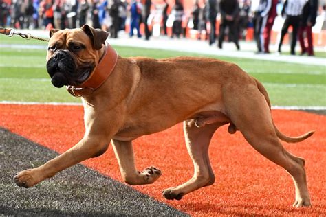 What is the Cleveland Browns' mascot? | The US Sun