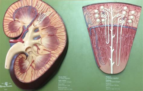 Model of Kidney Anatomy Diagram | Quizlet