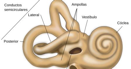 TICS Fonoaudiologia: Anatomía oído interno